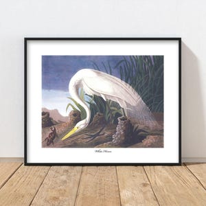 Great White Heron Art Audubon Bird Print - chic heron print, sea grass home art