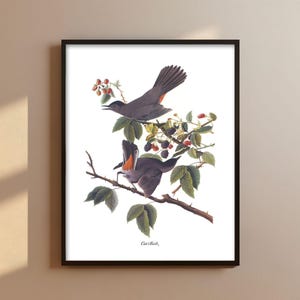 Catbirds, Vintage Audubon Print - backyard bird print, catbird wall art