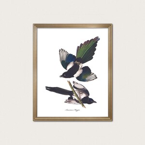 Magpie Art | Statement Bird Wall Art | Audubon Modern Traditional Decor | Digital Download