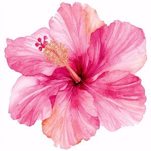 May include: Watercolor illustration of a vibrant pink hibiscus flower. The flower has multiple layers of delicate petals in shades of pink and a golden stamen. The image is set against a white background.