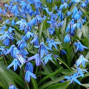 SIBERIAN SQUILL, Scilla Siberica, Siberian Squill ,Wood Squill, Bluebell -10 bare root plants, early spring flowers