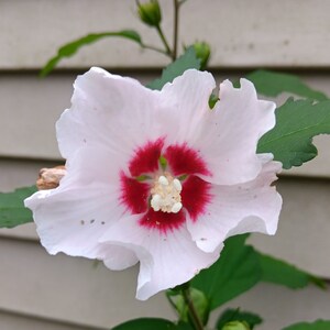 ROSE Of SHARON, Hibiscus Syriacus,  White flowers - 6 hardwood cuttings,scion wood