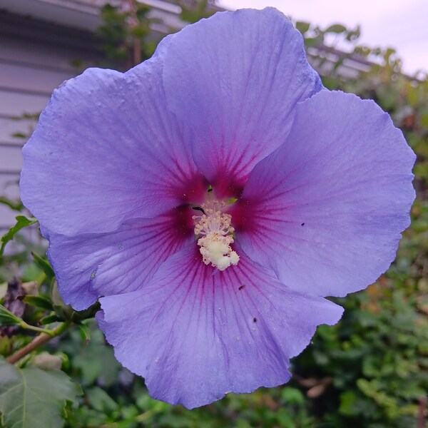 ROSE Of SHARON, Hibiscus Syriacus, Shrub Althea- Blue flowers - 30 seeds