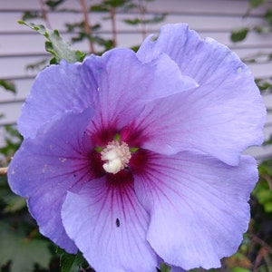 ROSE Of SHARON, Hibiscus Syriacus, Blue flowers - 4 Hardwood Cuttings, scion wood