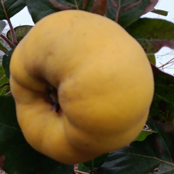 Quince (Aromatic), Cydonia oblonga 'Aromatnaya' - 10 organic seeds. Grow your own fruits.