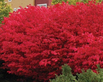 Autumnal Mistake The Burning Bush