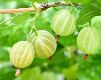 Pixwell Gooseberry Scion Wood 6 Organic Cuttings: Mostly Thornless, for Pie & Jam. Cuttings,scion wood.No Roots