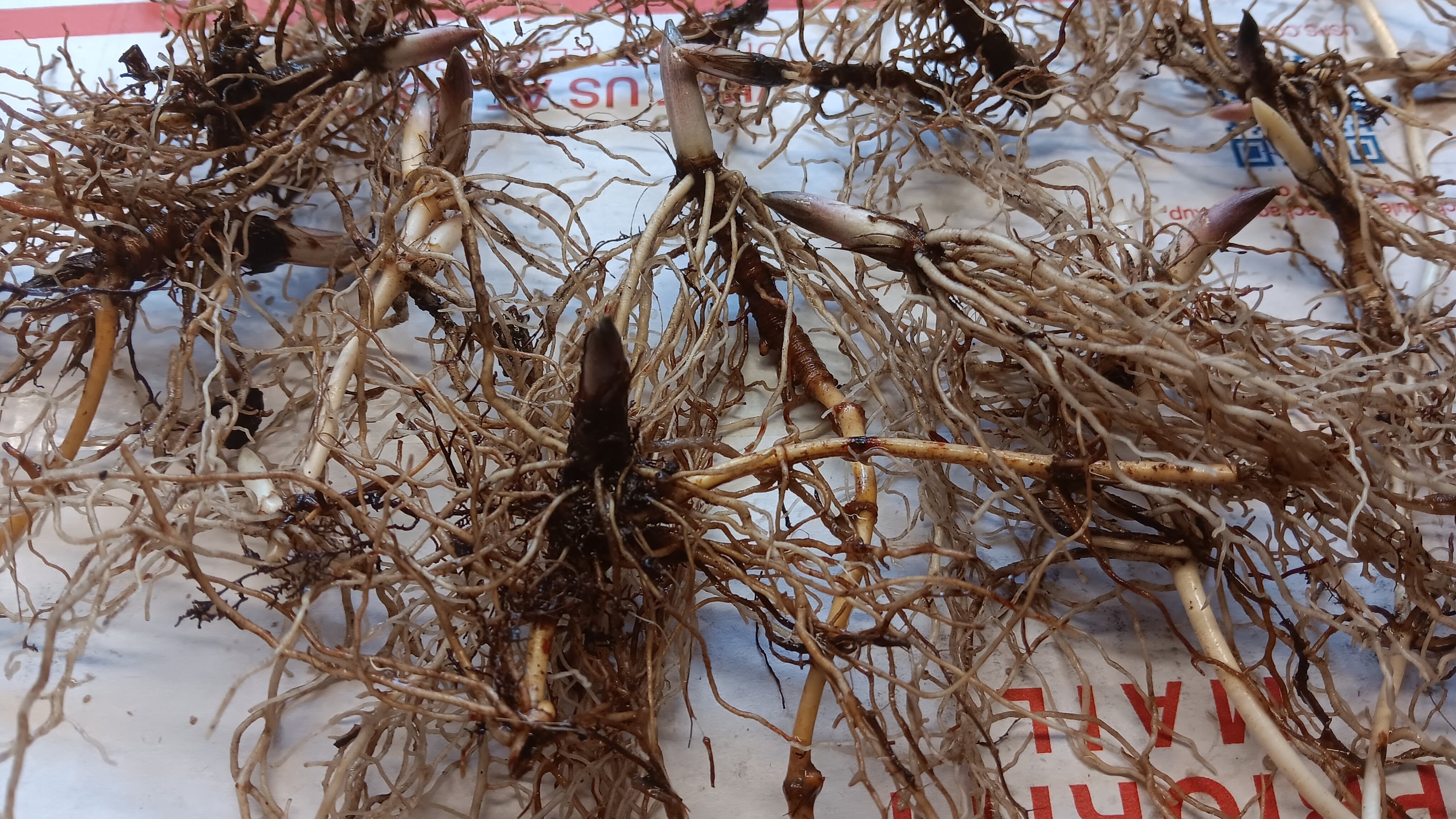 LILY of the VALLEY WHITE-15 Bare Root /pips Plants - Etsy Israel, image size:3000x1688