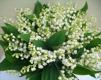 Muguet blanc-15 pépins à racines nues Plantes/racines