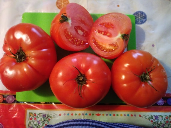 Beefsteak Tomato julia , Very Large 1,5-2lb Rare Red Tomato 20