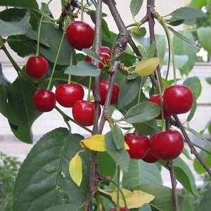 May include: A close-up of a cherry tree branch laden with ripe, red cherries. The cherries are a vibrant red color, contrasting with the green leaves. Some leaves have turned yellow. The image captures the freshness of the fruit.