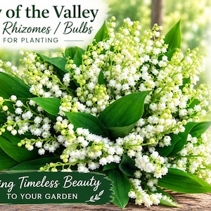 3 Plump Lily of the Valley Roots - Etsy