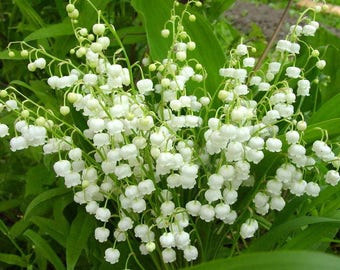 LILY Of The VALLEY WHITE-15 Bare Root /Pips Plants