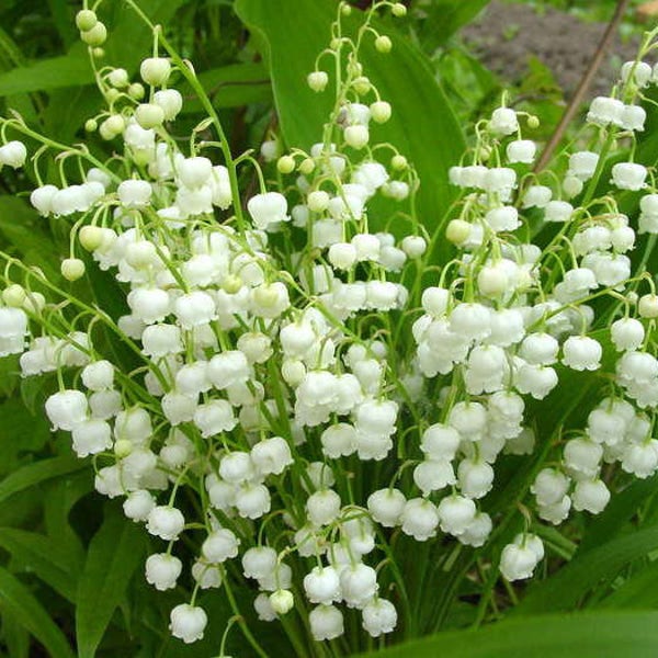 LILY Of The VALLEY WHITE-15 Bare Root /Pips Plants