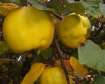 Quince Aromatic, Cydonia oblonga 'Aromatnaya' - 4 organic hardwood cuttings. Grow your own fruits. No Roots