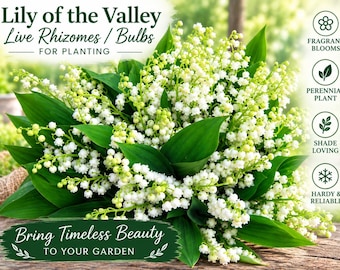 3 Plump Lily of the Valley Roots - Etsy