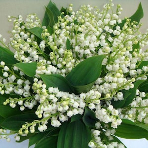 WHITE LILY Of The VALLEY-10 bare roots, Plants/pips