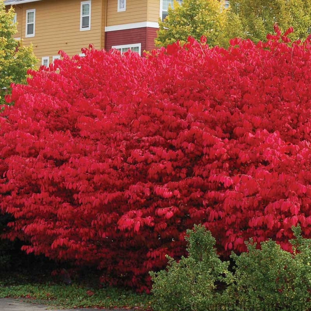 BURNING BUSH (euonymus Alatus) Shrub -10 Hardwood Cuttings for ...