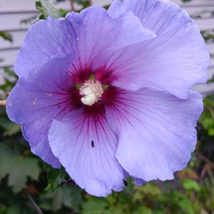 ROSE Of SHARON(Hibiscus Syriacus) Mixed color flowers-3 bare root 15&quot;  seedlings plants