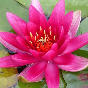HARDY WATER LILIES nymphaea-10 tubers of mixed colors: J. Brydon,Colorado,Red Attraction,Sioux,Sulphurea,Alba,Fabiola Pink,Detective Erica