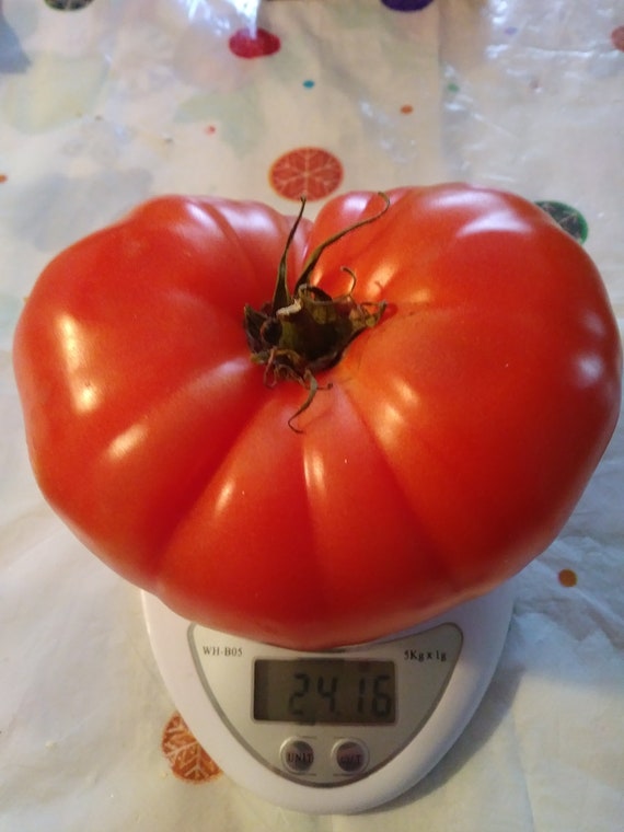 Beefsteak Tomato julia , Very Large 1,5-2lb Rare Red Tomato 20 Organic  Heirloom Variety Seeds. -  Canada