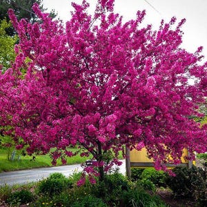 May include: A vibrant pink flowering tree in full bloom. The tree is in a park setting with green grass and a paved road in the background.
