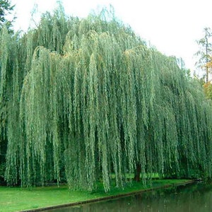 Weeping Willow Cuttings (Salix Babylonica) - 4 Rooted cuttings