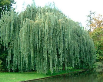 Weeping Willow Cuttings (Salix Babylonica) - 4 Rooted cuttings