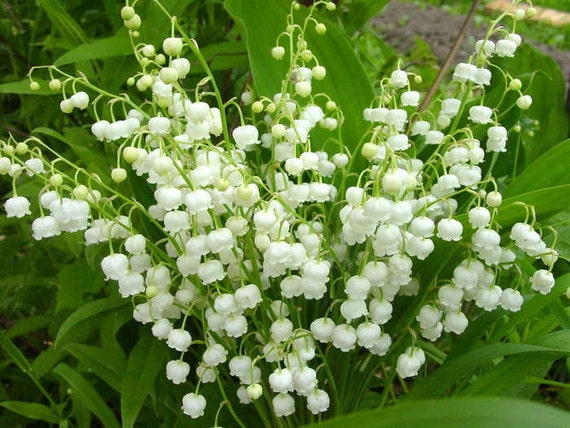 WHITE LILY of the VALLEY-30 Plants Pips/bare Root Plants 