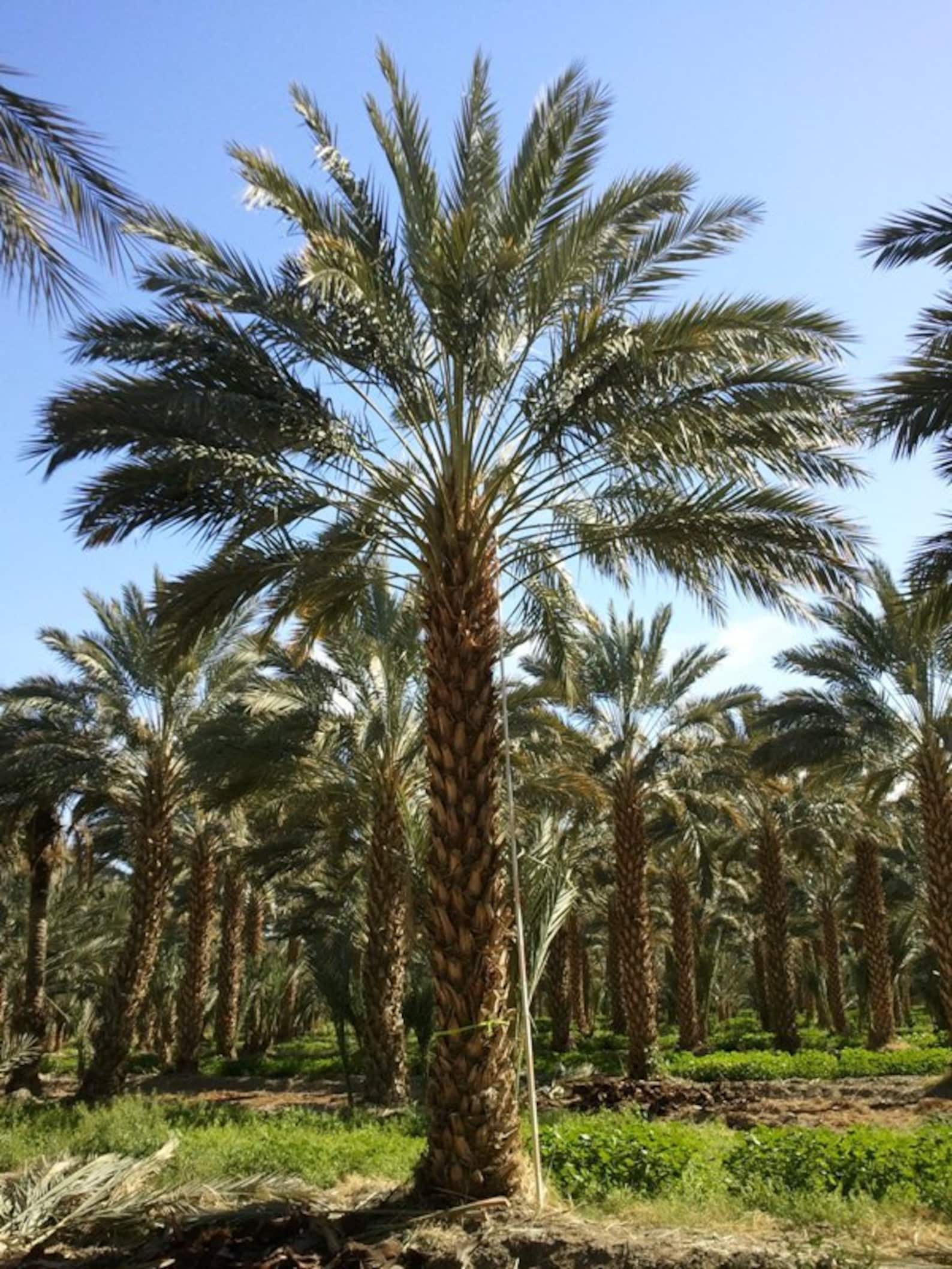 MEDJOOL DATE phoenix Dactylifera Palmfresh 10 Fresh Seeds Etsy