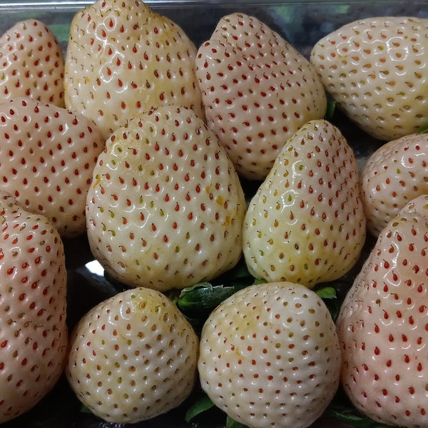 Pineberry White Strawberry, Very Rare Seed, Fruit Seeds,Perennials, Ground cover, GMO Free,15 Organic Heirloom Seeds