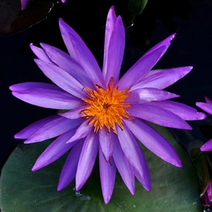 Hardy Water Lily Tuber: Random Mixed Colors - Perennial Nymphaea
