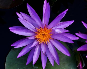 Tubercule de nénuphar rustique : couleurs mélangées aléatoires - Nymphéa vivace - 1 tubercule de 2 à 4 po. de long.