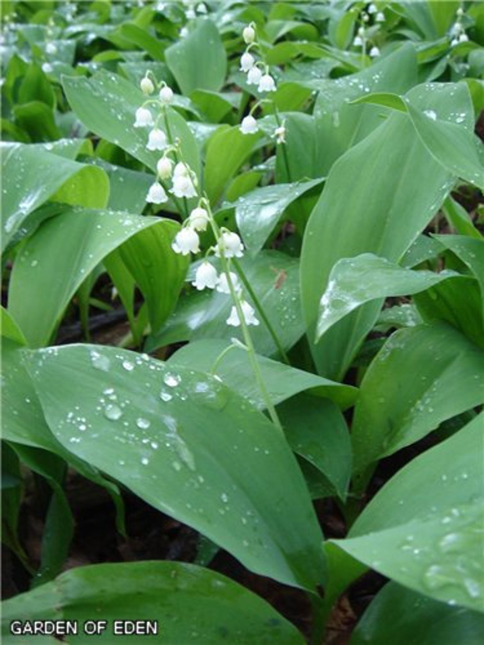 WHITE LILY Of The VALLEY30 Plants Pips/bare root plants Etsy
