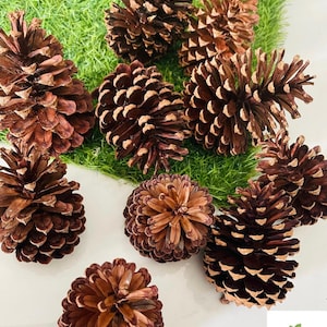 Piñas de pino naturales secas, material para manualidades rústicas, decoración navideña, arreglos florales, decoración del hogar.