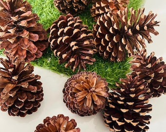 Pigne naturali essiccate, materiale rustico per artigianato, decorazioni natalizie, composizioni floreali, decorazioni per la casa.