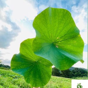 May include: Two large, vibrant green lotus leaves with prominent radial veins held against a bright blue sky with white clouds. A small white square logo in the bottom right corner displays a green tea cup icon and the text Wild Flavours.
