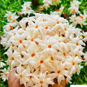 以下が含まれることがあります： 繊細な白い花びらと鮮やかなオレンジ色の中心部を持つ、ナイトジャスミンとして知られるニクタンテス・アルボル・トリスティスの白い花の房。花は密集した丸い形にまとめられており、花びらには水滴が付着しているのが見えます。