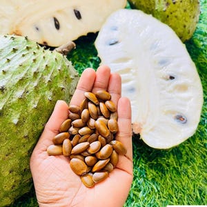 Può includere: Primo piano di una mano che tiene un mucchio di semi di guanabana marroni, con un frutto di guanabana tagliato che rivela polpa bianca e semi neri. L'immagine mostra anche interi frutti di guanabana con esterni verdi e spinosi.