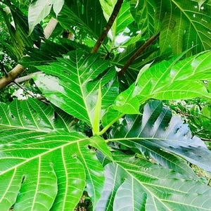 May include: A vibrant green breadfruit tree featuring large, deeply lobed, glossy leaves with prominent light green veins. A small logo in the bottom right corner displays a green cup icon and the text Wild Flavours - HEALTHY TEA & SEEDS.