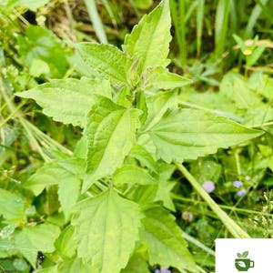 May include: A vibrant green plant with serrated, pointed leaves growing in a cluster. A white square logo in the bottom right corner features a green tea cup icon and the text Wild Flavours, with the smaller text HEALTHY TEA & SEEDS below it.