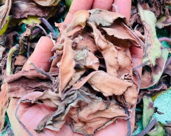 Hojas milagrosas secas, hojas sueltas para hacer té