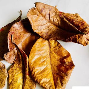 May include: Close-up of several dried, golden-brown leaves with visible veins and reddish-brown spots. The leaves are arranged on a white surface. The image has a natural, organic theme.