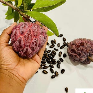 Puede incluir: Primer plano de una mano sosteniendo una chirimoya madura, de color púrpura rojizo, con una superficie texturizada. Se ven hojas verdes y una rama, junto con semillas oscuras dispersas. La imagen está sobre un fondo blanco.
