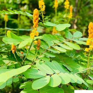 May include: A detailed shot of a plant with vivid green leaves and striking yellow flower spikes. The background is a soft blur of green. The bottom right corner displays the text "Wild Flavours - Healthy Tea & Seeds".