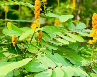 Cancansa Leaves, Wild Grown From Honduras 1lb 29 - Etsy