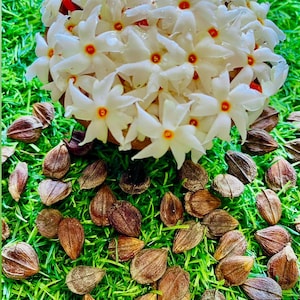 Harsingar Plant - Etsy Australia
