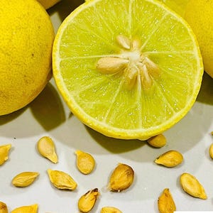 May include: A bright yellow halved lemon with visible pulp and seeds, surrounded by several scattered light brown lemon seeds. A small white logo in the bottom right corner features a green cup icon and the text Wild Flavours.