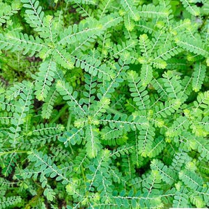 Gedroogde Chanca Piedra-bladeren, Stonebreaker Tea Cut