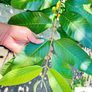 May include: A close-up shot of a branch with large, green leaves. The leaves display prominent veins and a smooth texture, with a gradient from light to dark green. The branch is held by a hand, with a blurred background.
